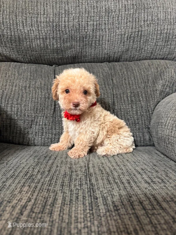 Teddy – Poodle - Toy  puppy for sale in Jeffersonville, IN