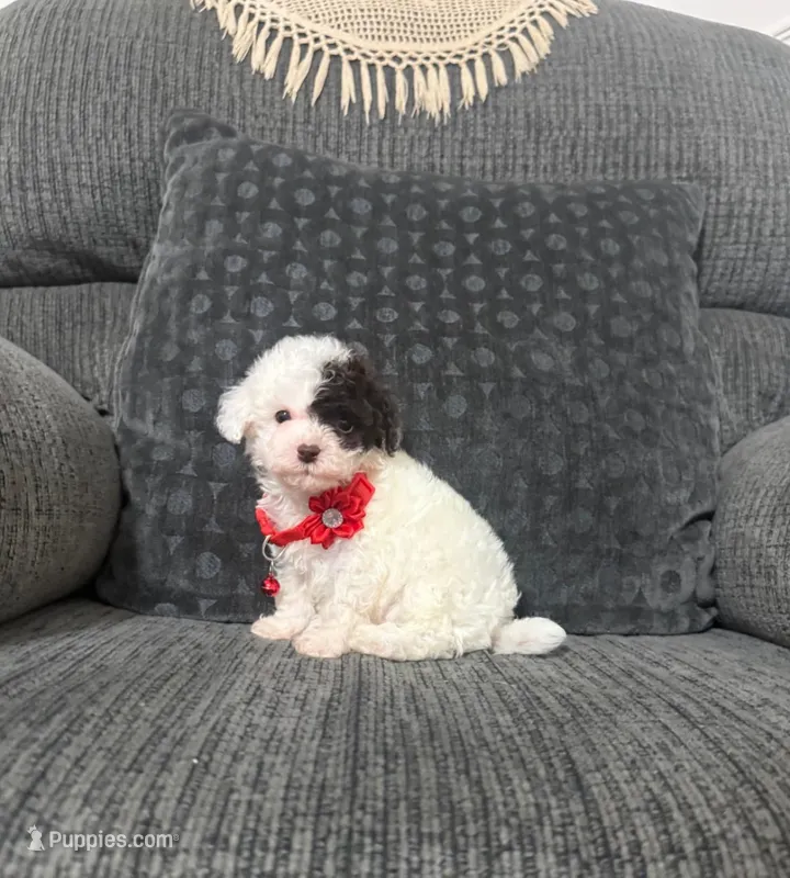 Eric – Poodle - Toy  puppy for sale in Jeffersonville, IN