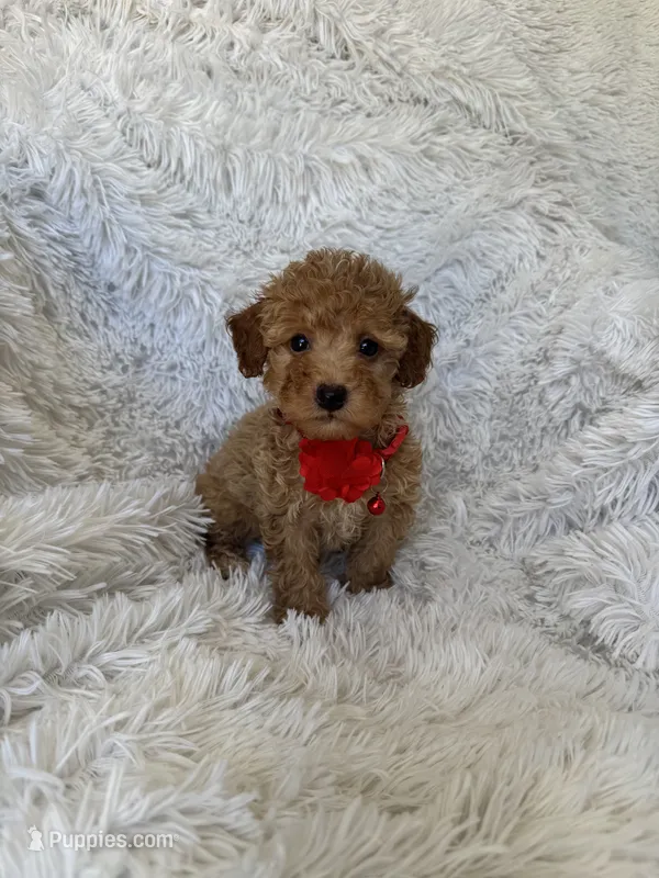 Teddy – Poodle - Toy  puppy for sale in Jeffersonville, IN