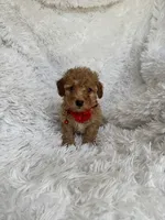 Albert, a male Poodle - Toy  for sale in Jeffersonville, IN – 4 of 4