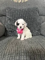 Kaya, a female Poodle - Toy  for sale in Jeffersonville, IN – 2 of 3
