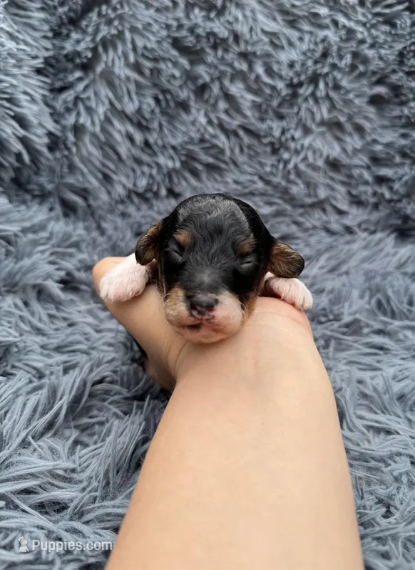 Evan – Poodle - Toy  puppy for sale in Jeffersonville, IN