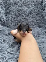 Evan, a male Poodle - Toy  for sale in Jeffersonville, IN – Photo 3 of 4