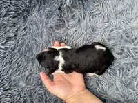 Evan, a male Poodle - Toy  for sale in Jeffersonville, IN – Photo 4 of 4