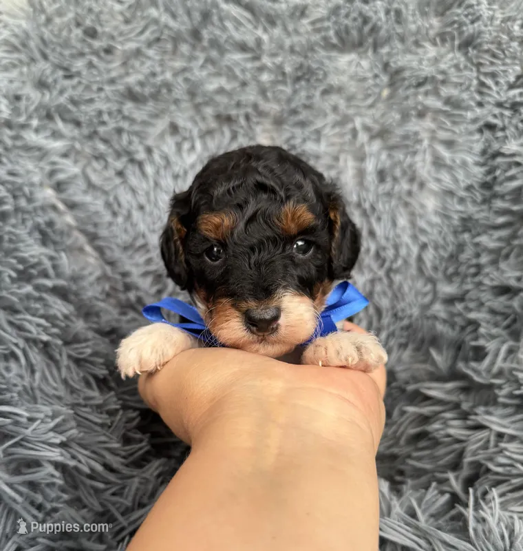 Evan – Poodle - Toy  puppy for sale in Jeffersonville, IN