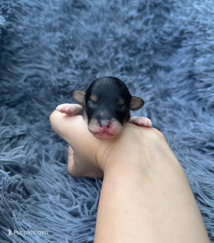 Evan – Poodle - Toy  puppy for sale in Jeffersonville, IN