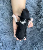 Evan, a male Poodle - Toy  for sale in Jeffersonville, IN – Photo 2 of 2