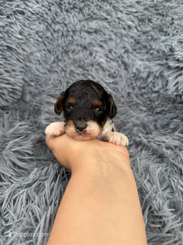 Evan – Poodle - Toy  puppy for sale in Jeffersonville, IN