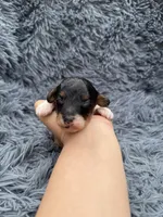 Evan, a male Poodle - Toy  for sale in Jeffersonville, IN – Photo 2 of 4