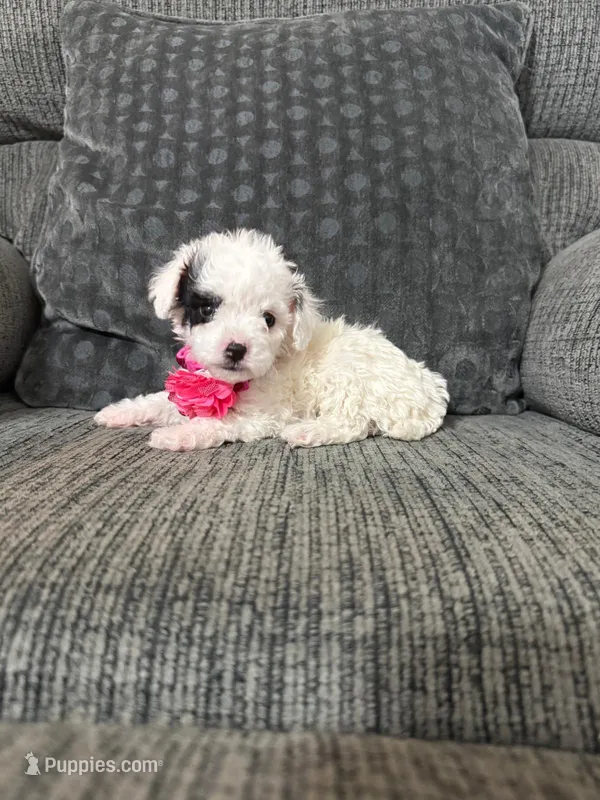 Kaya – Poodle - Toy  puppy for sale in Jeffersonville, IN