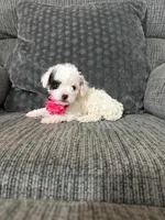 Kaya, a female Poodle - Toy  for sale in Jeffersonville, IN – 1 of 3