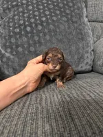 Eric, a male Poodle - Toy  for sale in Jeffersonville, IN – 3 of 3