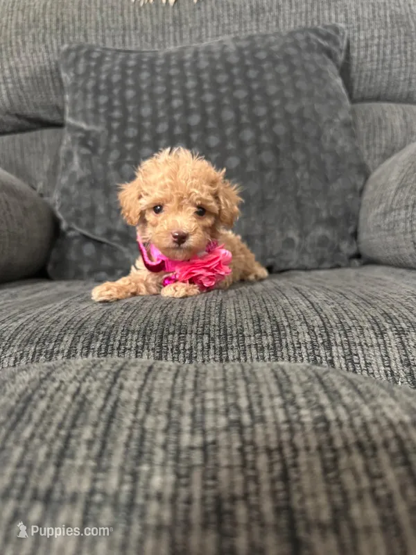 Rosie – Poodle - Toy  puppy for sale in Jeffersonville, IN