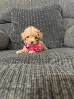 Rosie, a female Poodle - Toy  for sale in Jeffersonville, IN – 1 of 3