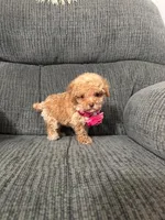 Alayah , a female Poodle - Toy  for sale in Jeffersonville, IN – 6 of 6