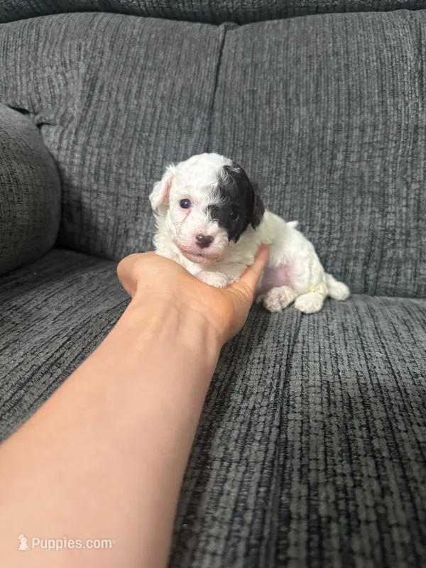 Eric – Poodle - Toy  puppy for sale in Jeffersonville, IN