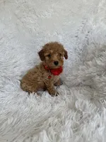 Albert, a male Poodle - Toy  for sale in Jeffersonville, IN – 3 of 4