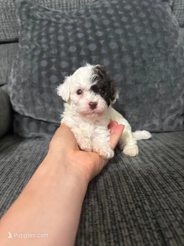 Eric – Poodle - Toy  puppy for sale in Jeffersonville, IN