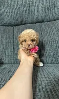 Alayah , a female Poodle - Toy  for sale in Jeffersonville, IN – 3 of 6