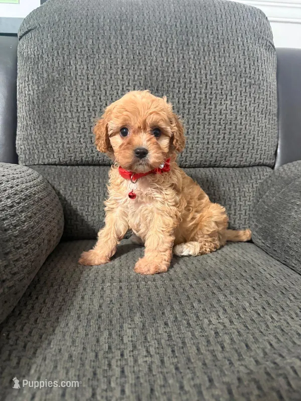 Ruby – Cavapoo puppy for sale in Jeffersonville, IN