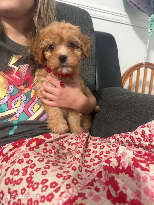 Ruby – Cavapoo puppy for sale in Jeffersonville, IN