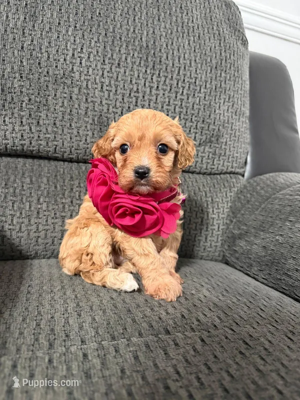 Ruby – Cavapoo puppy for sale in Jeffersonville, IN