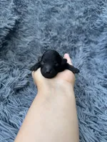 Phoebe , a female Poodle - Toy  for sale in Jeffersonville, IN – Photo 1 of 2