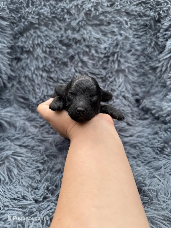 Phoebe  – Poodle - Toy  puppy for sale in Jeffersonville, IN