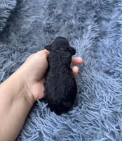 Phoebe , a female Poodle - Toy  for sale in Jeffersonville, IN – Photo 2 of 2