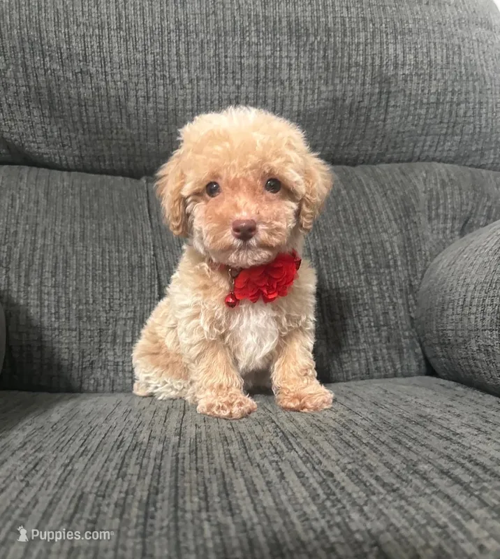 Teddy – Poodle - Toy  puppy for sale in Jeffersonville, IN