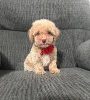 Teddy, a male Poodle - Toy  for sale in Jeffersonville, IN – 1 of 1