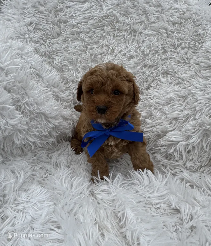 Charlie – Poodle - Toy  puppy for sale in Jeffersonville, IN