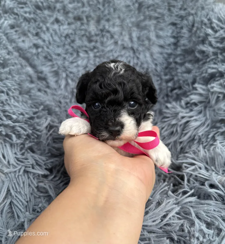 Lilah – Poodle - Toy  puppy for sale in Jeffersonville, IN