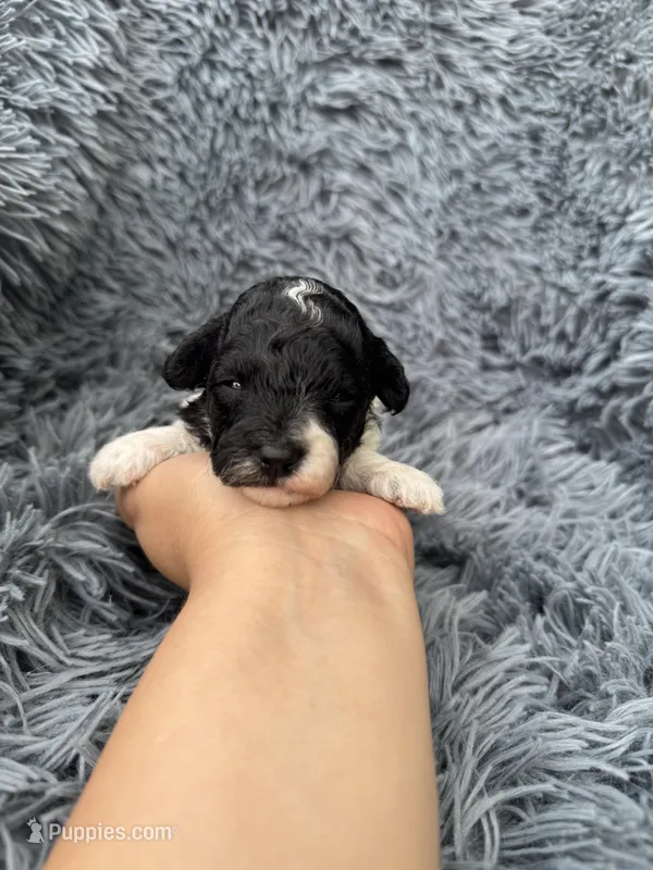 Lilah – Poodle - Toy  puppy for sale in Jeffersonville, IN