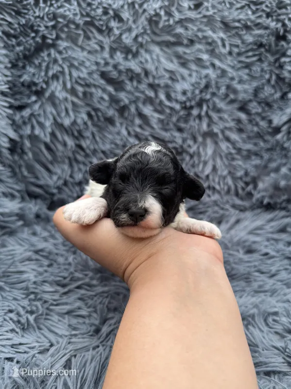 Lilah – Poodle - Toy  puppy for sale in Jeffersonville, IN