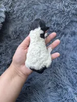 Lilah, a female Poodle - Toy  for sale in Jeffersonville, IN – Photo 2 of 2