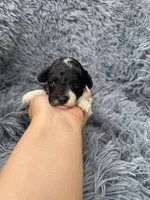 Lilah, a female Poodle - Toy  for sale in Jeffersonville, IN – Photo 2 of 4