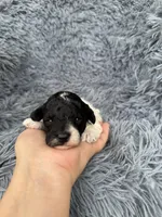 Lilah, a female Poodle - Toy  for sale in Jeffersonville, IN – Photo 3 of 4
