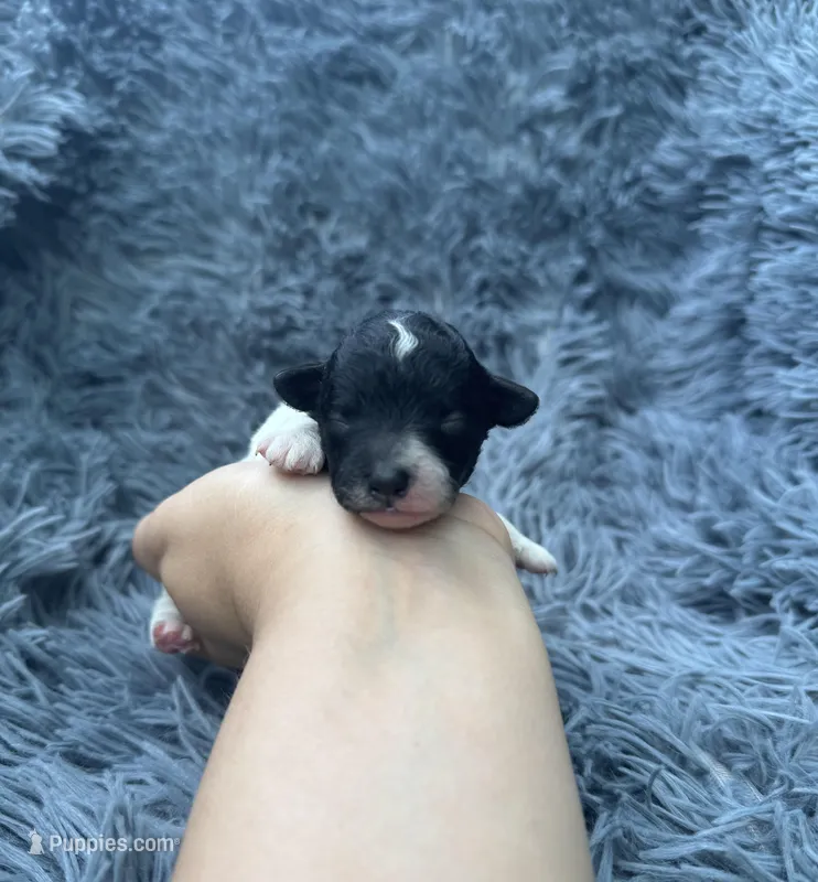 Lilah – Poodle - Toy  puppy for sale in Jeffersonville, IN