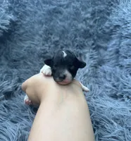 Lilah, a female Poodle - Toy  for sale in Jeffersonville, IN – Photo 1 of 2