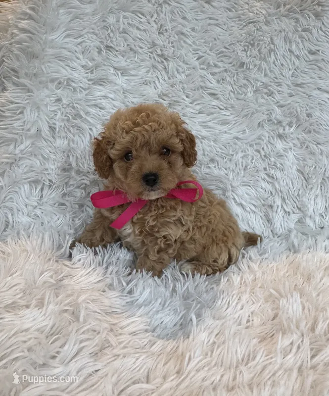 Rosa – Poodle - Toy  puppy for sale in Jeffersonville, IN