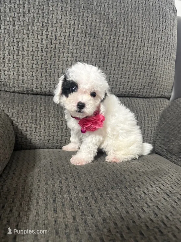 Kaya – Poodle - Toy  puppy for sale in Jeffersonville, IN