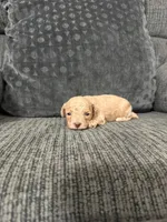 Charlie, a male Poodle - Toy  for sale in Jeffersonville, IN – 3 of 3