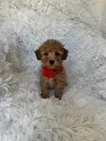 Teddy, a male Poodle - Toy  for sale in Jeffersonville, IN – 3 of 4