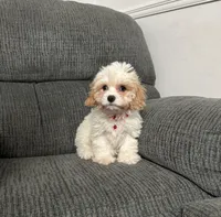 Jerry, a male Cavapoo for sale in Jeffersonville, IN – 3 of 4