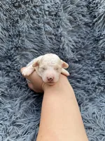 Mia, a female Poodle - Toy  for sale in Jeffersonville, IN – Photo 1 of 5