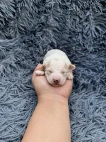 Mia, a female Poodle - Toy  for sale in Jeffersonville, IN – Photo 4 of 5