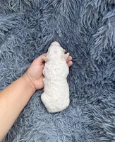 Mia, a female Poodle - Toy  for sale in Jeffersonville, IN – Photo 5 of 5