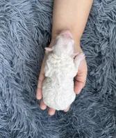 Mia, a female Poodle - Toy  for sale in Jeffersonville, IN – Photo 2 of 2