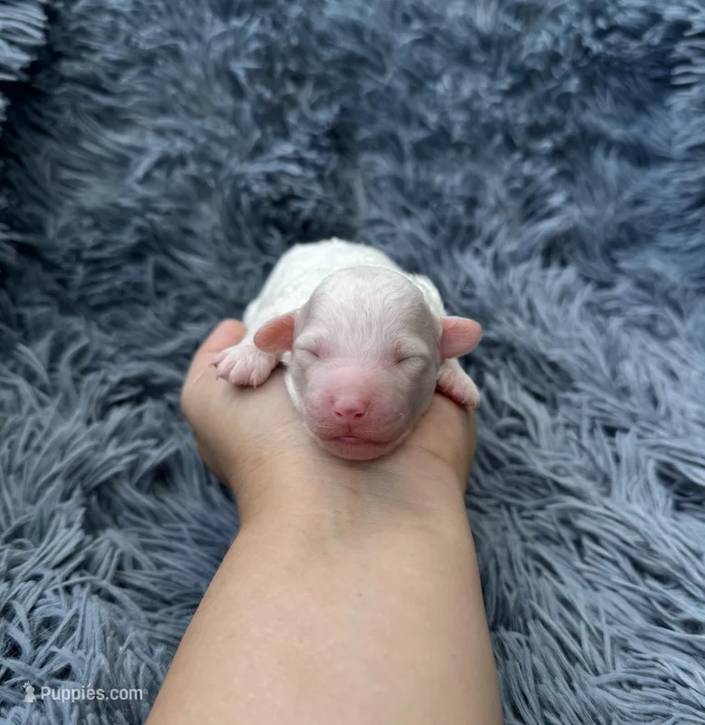 Mia – Poodle - Toy  puppy for sale in Jeffersonville, IN